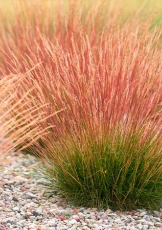 FESTUCA glauca Miedzianobrody